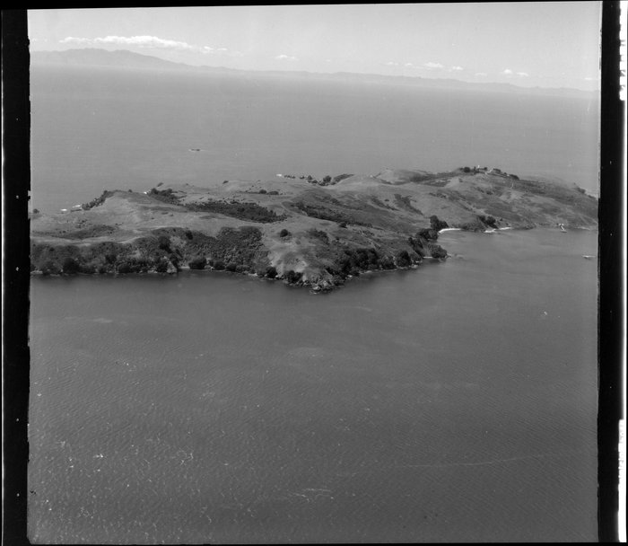 Original photograph: Tiritiri Matangi Island, Hauraki Gulf