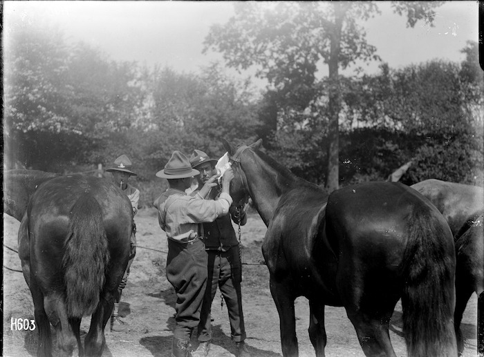 Original photograph: World War I veterinarians bandaging a horse's eye, Louvencourt, France