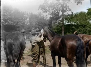 World War I veterinarians bandaging a horse's eye, Louvencourt, France